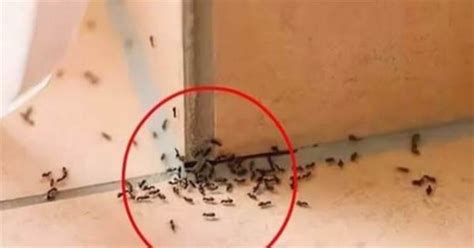 劉定立師傅 房間突然出現很多螞蟻